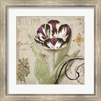 Framed Tulipa II