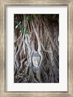 Framed Buddha Head in the Roots of a Tree