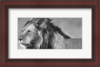 Framed Lion Eyes