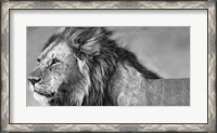 Framed Lion Eyes