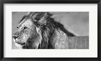 Framed Lion Eyes