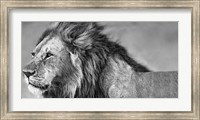 Framed Lion Eyes