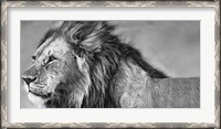 Framed Lion Eyes