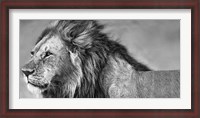 Framed Lion Eyes