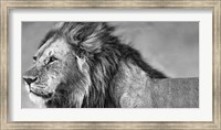 Framed Lion Eyes