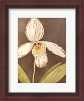 Framed Orchid & Earth III