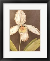 Orchid & Earth III Framed Print