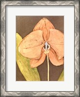 Framed Orchid & Earth IV