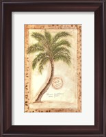 Framed Phoenix Date Palm