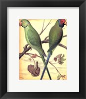 Framed Parrots III