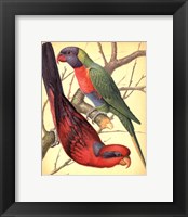 Framed Parrots IV