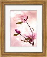 Framed Tulip Blush I