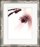 Framed Magnolia Blush I