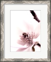 Framed Magnolia Blush II