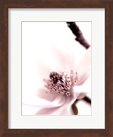 Framed Magnolia Blush II