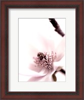 Framed Magnolia Blush II