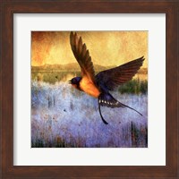 Framed Barnswallow
