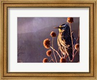 Framed Meadowlark