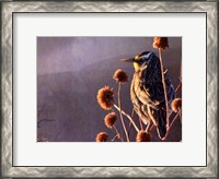 Framed Meadowlark