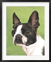 Framed Dog Portrait-Boston