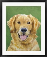 Framed Dog Portrait-Golden