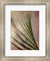 Framed Elegant Frond I