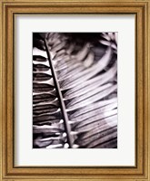 Framed Silvery Frond I