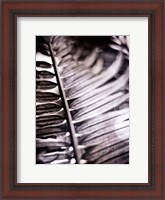 Framed Silvery Frond I