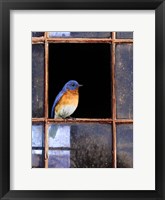 Framed Bluebird Window