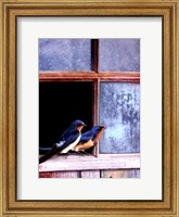Framed Barn Swallows Window