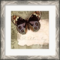 Framed Butterfly Notes IV