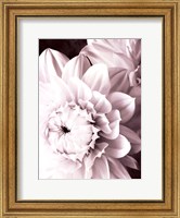 Framed B&W Dahlias I