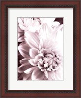 Framed B&W Dahlias II