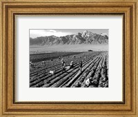 Framed Farm Workers and Mt. Williamson