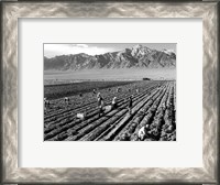 Framed Farm Workers and Mt. Williamson