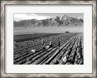 Framed Farm Workers and Mt. Williamson