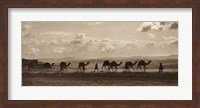 Framed Egyptian Camel Transport