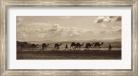 Framed Egyptian Camel Transport