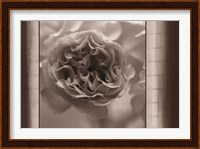 Framed Sepia Blossom