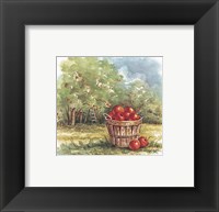 Framed Field of Apples