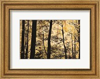 Framed Golden Wood