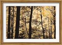 Framed Golden Wood