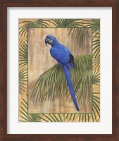 Framed Hyacinth Macaw