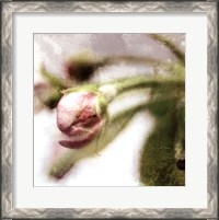 Framed Apple Blossom III