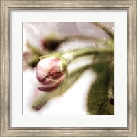 Framed Apple Blossom III