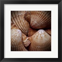 Framed Macro Shells VI