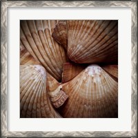 Framed Macro Shells VI