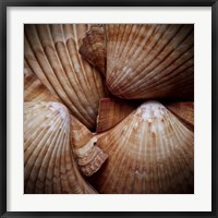 Framed Macro Shells VI