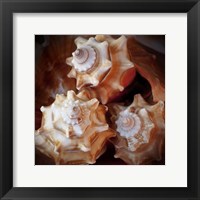 Framed Macro Shells VII