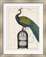 Framed Peacock Birdcage II